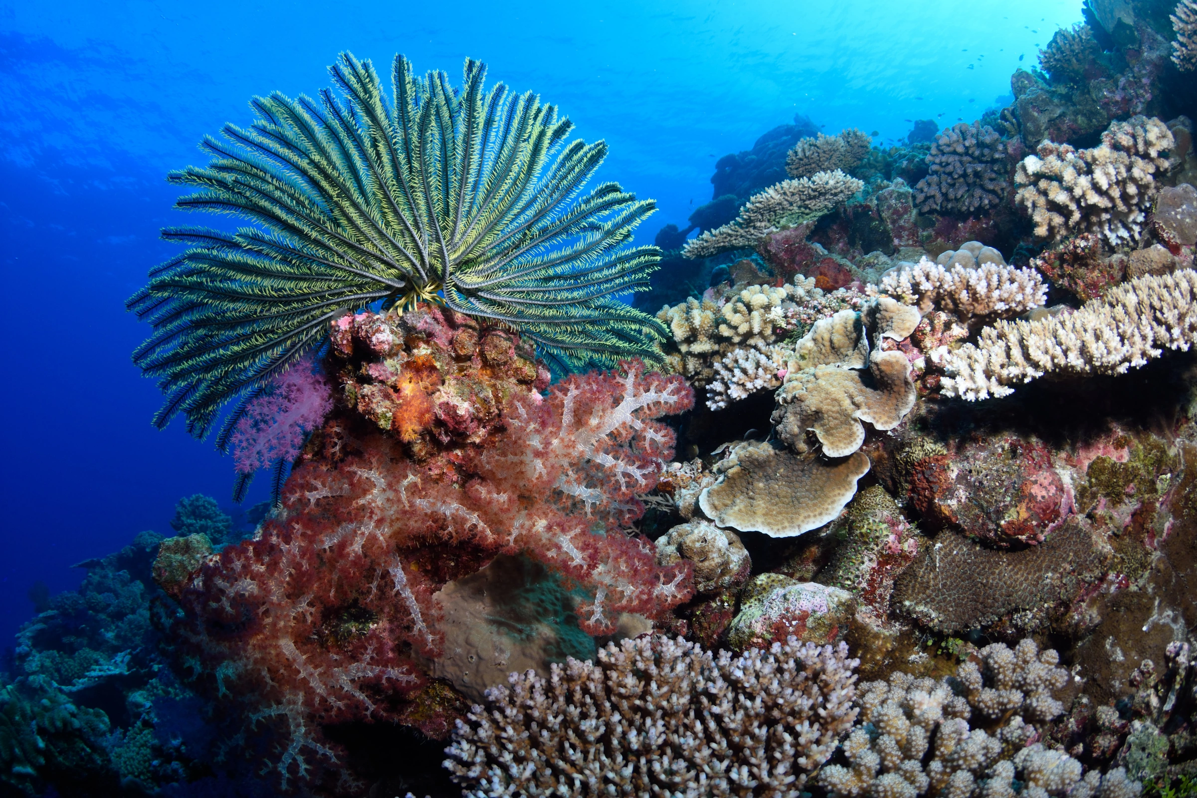 Rowley_Shoals,_Western_Australia[1].webp